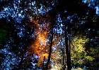 Lichtinstallation Freilichtbühne Mülheim